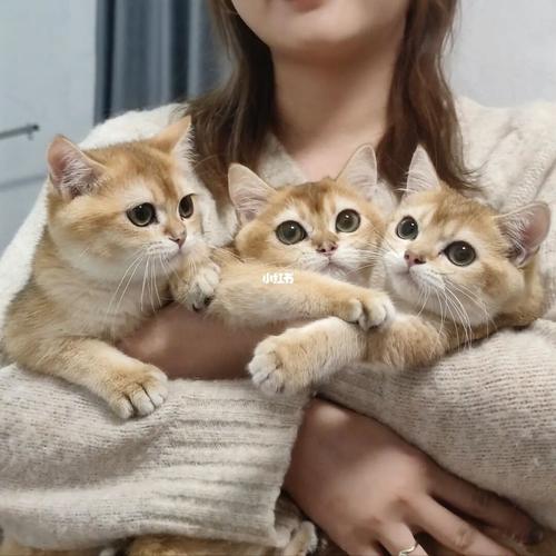 金豆豆_puffstu(泡芙猫舍)攻略_金渐层_宠物_猫_晒猫