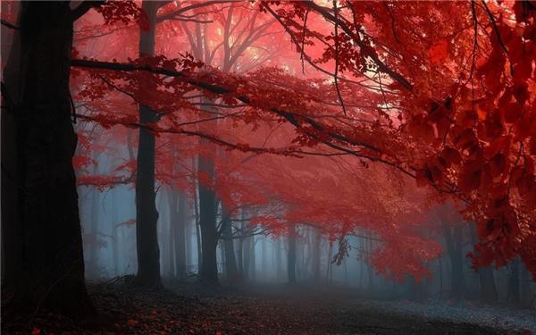 秋日的枫叶林唯美意境高清图片