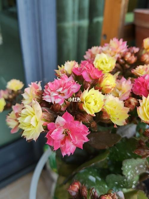 长寿花—外星人(et)_长寿花_花市_鲜花_鲜花分享_家居