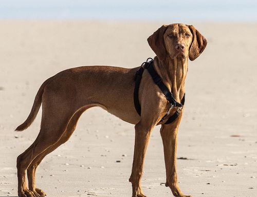 维兹拉犬