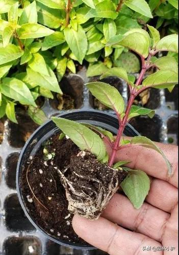 倒挂金钟为什么度夏困难?