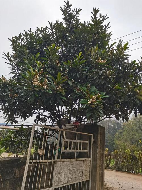 求解!家里的枇杷树每年都开许多花,就是果实结的很少