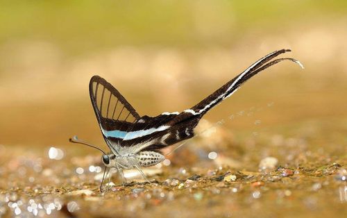 绿带燕凤蝶图片 绿带燕凤蝶高清蝴蝶图片