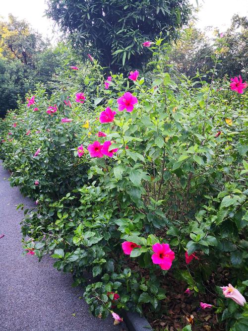 朱槿花一一南宁市花