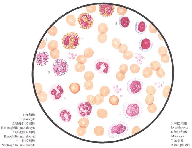 血液涂片 h·e 油浸镜