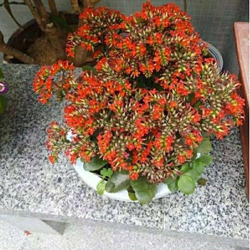 凤尾长寿花凤尾长寿花苗室内盆裁花期长大苗带土团花卉耐养型