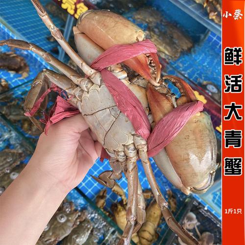 鲜活公蟹水产印尼南宁母蟹红鲟膏蟹