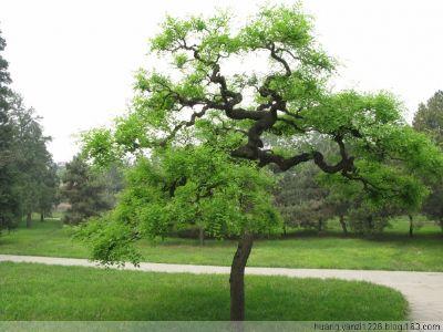 造型国槐供应 造型国槐的价格