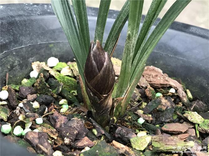 春剑新品荷瓣【子母苗带花苞】