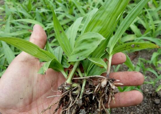 白芨种苗价格,1～3元不等/白芨的选购与真伪鉴别