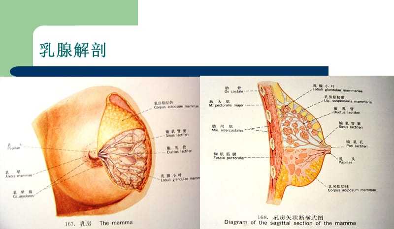 乳腺解剖学.ppt.ppt