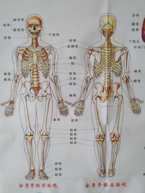 人体经络穴位内脏骨骼模型