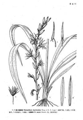 中国植物志原版墨线图