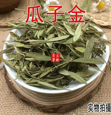 [瓜子金批发]云南野生中药材瓜子金 瓜子金草 瓜子草 挂米草 辰砂草