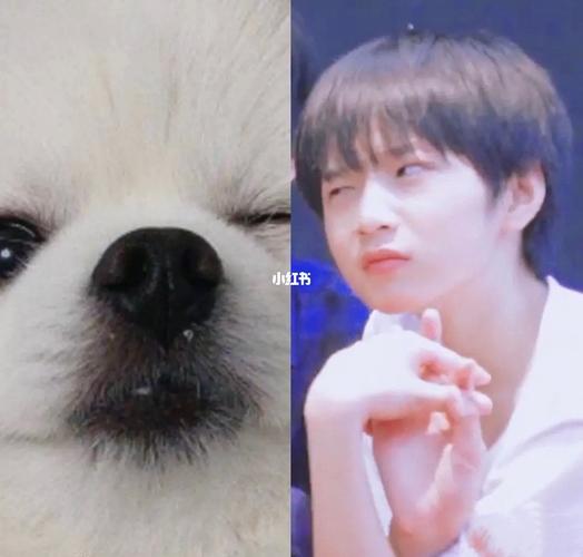 哪里来的吻文小狗勾_狗狗_刘耀文_娱乐_明星娱乐资讯