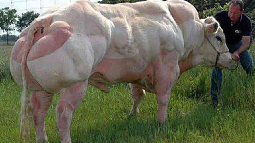 比注水牛肉可怕比利时牛肌肉疯长似怪物却被当做肉牛