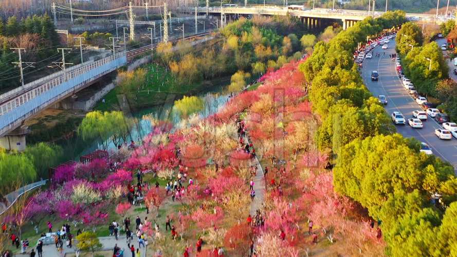 合肥匡河公园樱花
