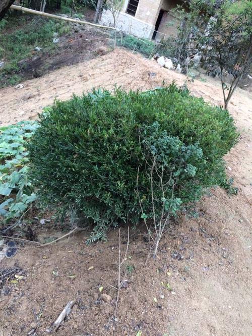 我爷爷亲手栽下的小冬青树.