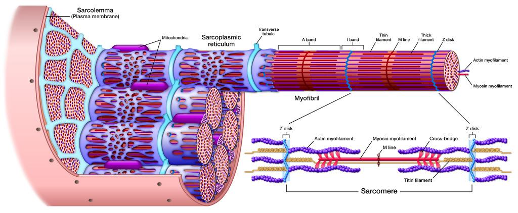 structure of a sarcomere