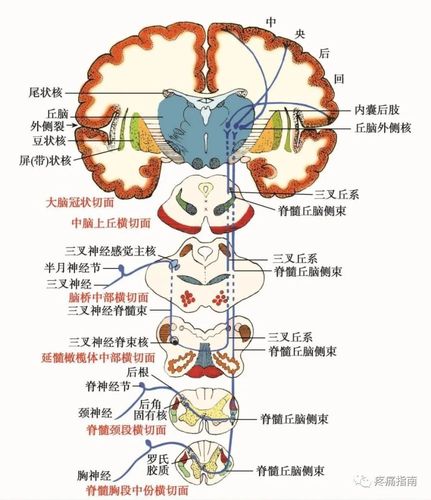 在临床上重要的一般感觉通路有: 浅部感觉传导皮肤,黏膜的痛觉,温