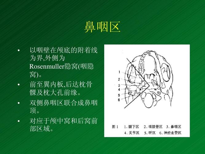 侧颅底解剖ppt