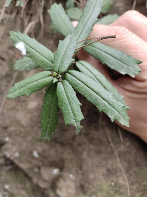 吊石苣苔本地叫石泽兰(苦苣苔科,吊石苣苔属)