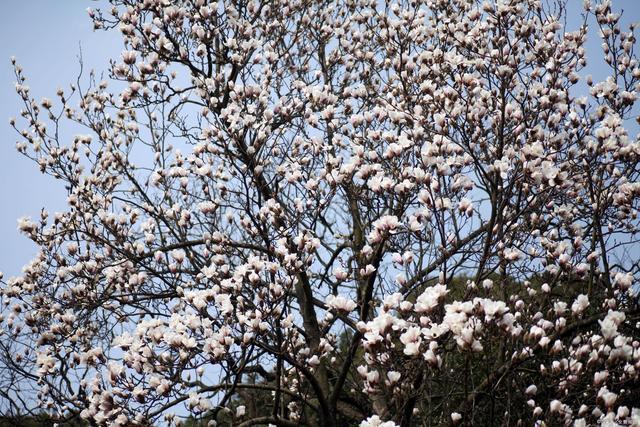 白玉兰树型高大,枝广展,呈阔伞形树冠.