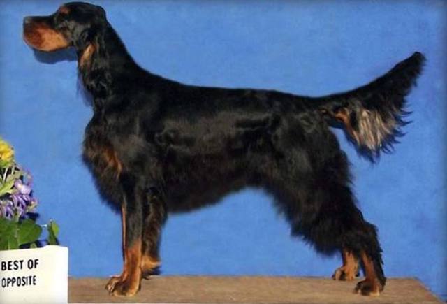 优雅又善于奔跑的戈登雪达犬,绝对是看家必备