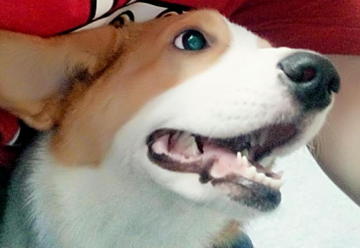 犬齿长了双排牙应不应该拔牙,什么时候拔牙最好