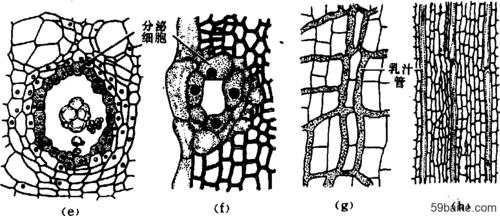 (c)金丝桃叶中  的裂生分泌腔; (d)柑桔属果皮中的溶生分泌腔; (e)
