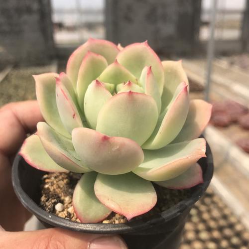 粉红贝拉多肉植物多头群生老桩新品稀有有多多肉植物