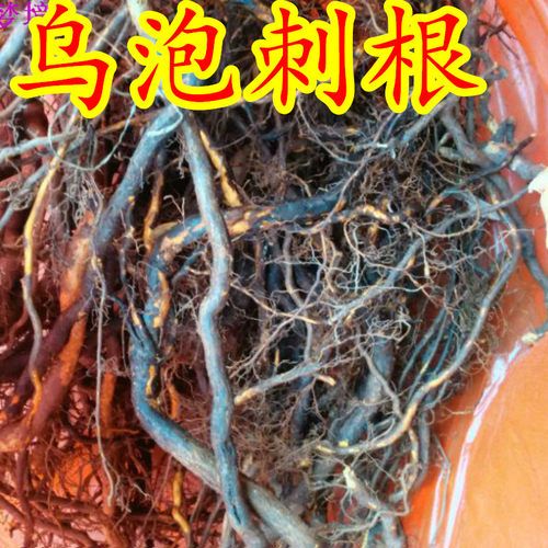 新鲜乌泡刺根乌龙摆尾倒生根过江龙 寒莓乌泡根乌泡刺叶新鲜现采