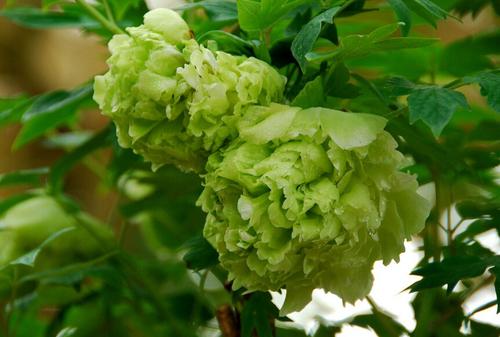 绿牡丹花图片高清素材_绿牡丹花大全大图