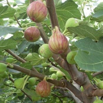 无花果树果苗波姬红特大带土盆栽地栽果树苗当年结果南方北方种植紫云