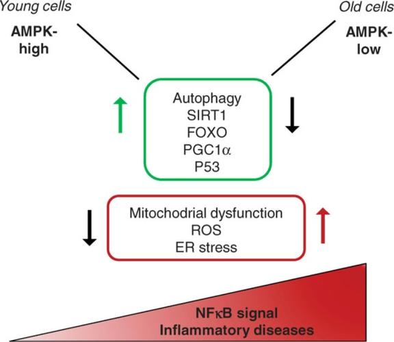 图说ampk及其信号通路的功能
