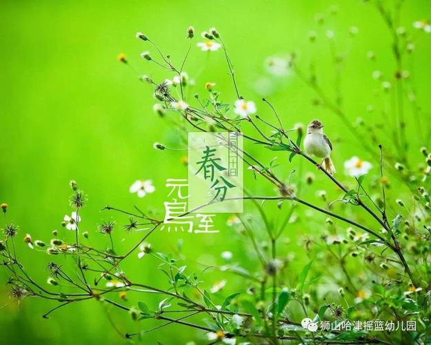 知春分,亲自然 写美篇   二候雷乃发声,雷鸣之后再过五日,看见闪电
