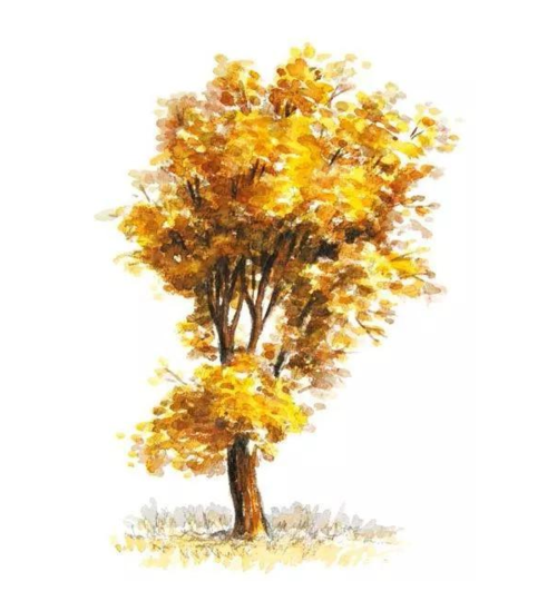 树的水彩画法和步骤教程