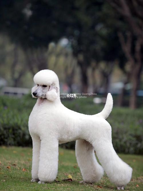 luopwp moonlight sonata_贵宾犬_巨型贵宾犬_宠物_狗