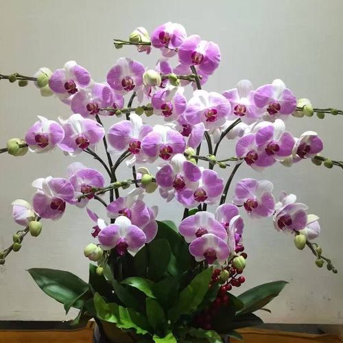 家美蝴蝶兰园2019年宵花蝴蝶兰品种有:大辣椒,日本姑娘,牛记哈尼,香橙