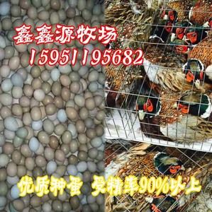 七彩山鸡种蛋野鸡种蛋雉鸡种蛋山鸡种蛋可孵化蛋30枚起拍