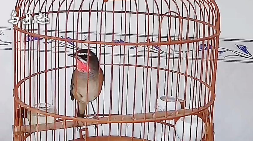 红靛颏母鸟叫声视频在线观看 - 西瓜视频