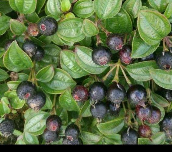 农村80后90后吃过的野果之一,地稔果