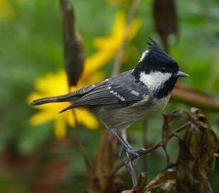 新买的贝子鸟,只不停滋滋叫,怎么辨认公母?