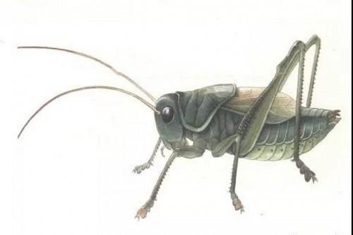 国画教程短翅雄蝈蝈的工笔画法步骤分解