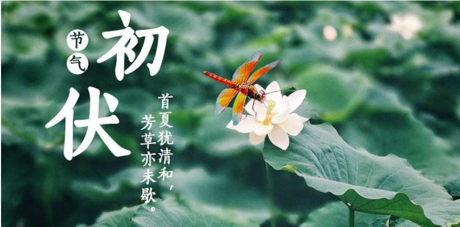 艾在初伏今天你艾灸了吗