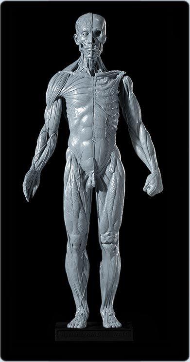 【人体肌肉骨骼模型】