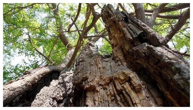 故事:红蛇守候千年古树,怪不得传说中的古树都有灵性