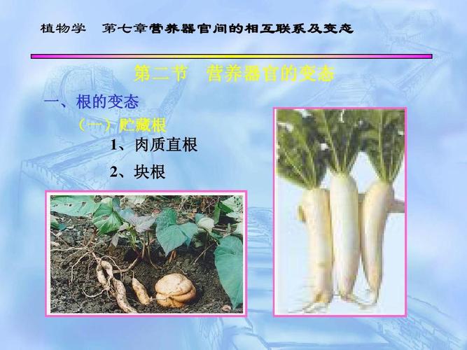 下列属于营养器官的一组是( )①胡萝卜 ②白菜 ③甘蔗