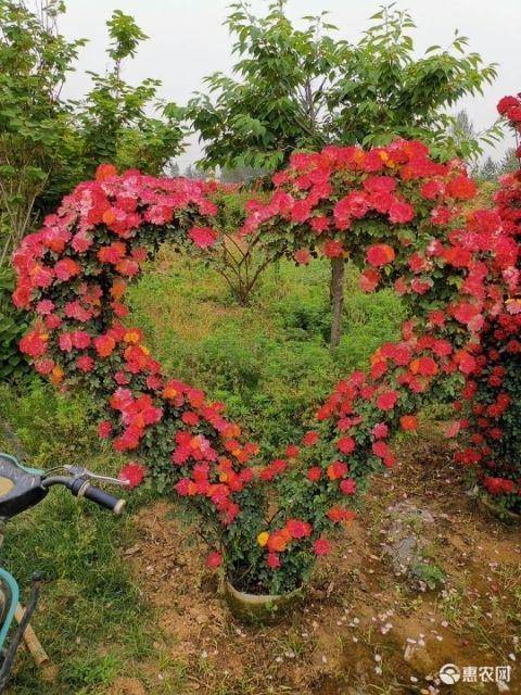树桩月季,造型月季,藤本月季,盆花盆景大量供应