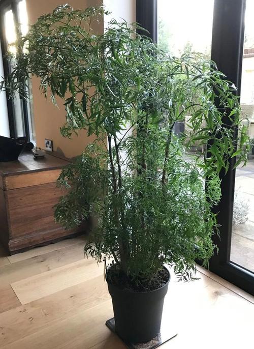 网易首页>网易号>正文申请入驻> (5)羽叶福禄桐(4)镶边南洋森(斑叶